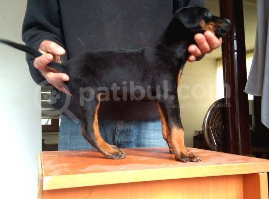 Doberman Yavrularımız A Kalite