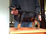 Doberman Yavrularımız A Kalite