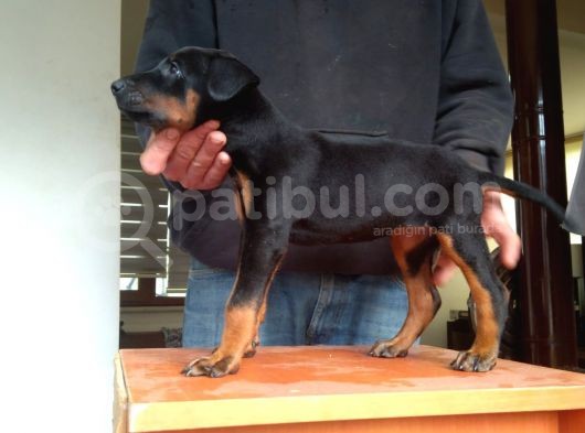Doberman Yavrularımız A Kalite görsel