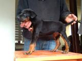 Doberman Yavrularımız A Kalite