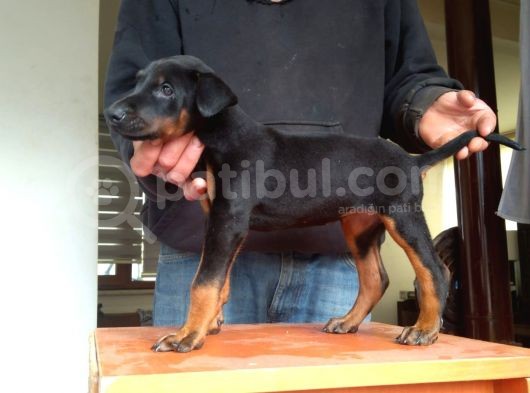 Doberman Yavrularımız A Kalite görsel