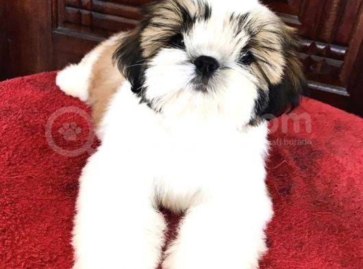 Irkının En İyisi Orjinal Shih Tzu Yavrularımız