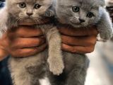 Scottish Fold Yavrularım