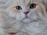 Evde Yetiştirilmiş Tatlı Mı Tatlı Scottish Fold Kedi