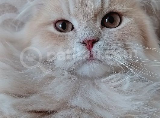 Evde Yetiştirilmiş Tatlı Mı Tatlı Scottish Fold Kedi görsel