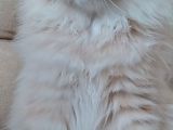 Evde Yetiştirilmiş Tatlı Mı Tatlı Scottish Fold Kedi