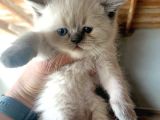 Scottish Fold Blue Point A Plus 1 Haftaya Teslim Koca Kafa Yavrular