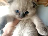 Scottish Fold Blue Point a Plus 1 Haftaya Teslim Koca Kafa Yavrular