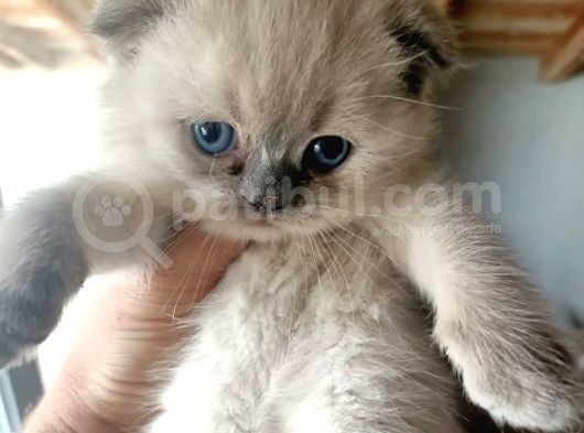 Scottish Fold Blue Point A Plus 1 Haftaya Teslim Koca Kafa Yavrular