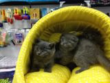 Scotısh Fold British Shorthair Yavruları