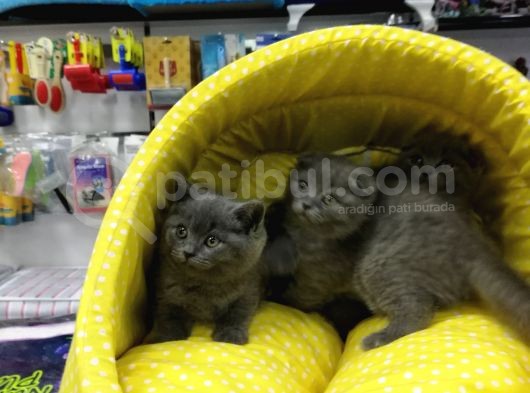 Scotısh Fold British Shorthair Yavruları görsel