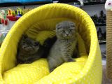 Scotısh Fold British Shorthair Yavruları