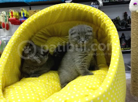 Scotısh Fold British Shorthair Yavruları görsel