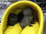 Scotısh Fold British Shorthair Yavruları