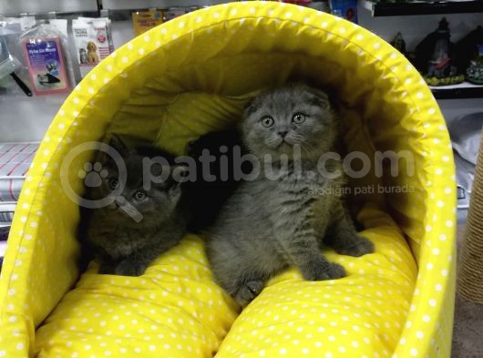 Scotısh Fold British Shorthair Yavruları görsel