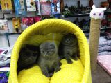 Scotısh Fold British Shorthair Yavruları