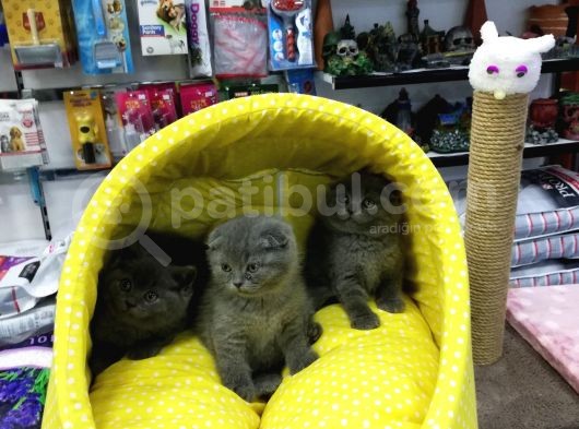 Scotısh Fold British Shorthair Yavruları görsel