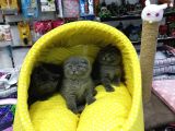 Scotısh Fold British Shorthair Yavruları