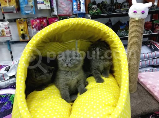 Scotısh Fold British Shorthair Yavruları görsel