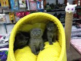Scotısh Fold British Shorthair Yavruları