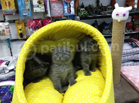 Scotısh Fold British Shorthair Yavruları