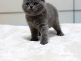 Bri̇ti̇sh Shortai̇r Yavruları