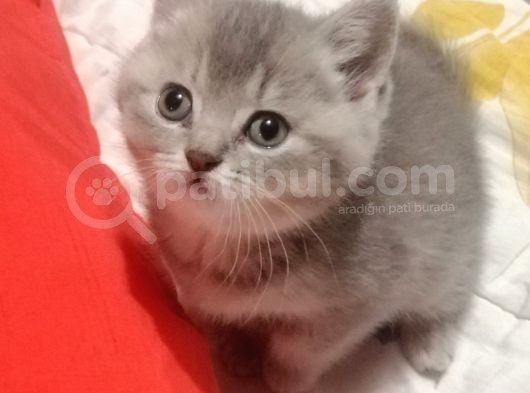 Dünya Tatlısı Yavrumuz Teslime Hazır görsel