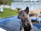 Blue Quad Erkek French Bulldog