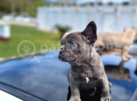 Blue Quad Erkek French Bulldog görsel