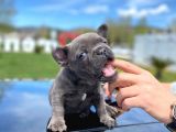 Blue Quad Erkek French Bulldog
