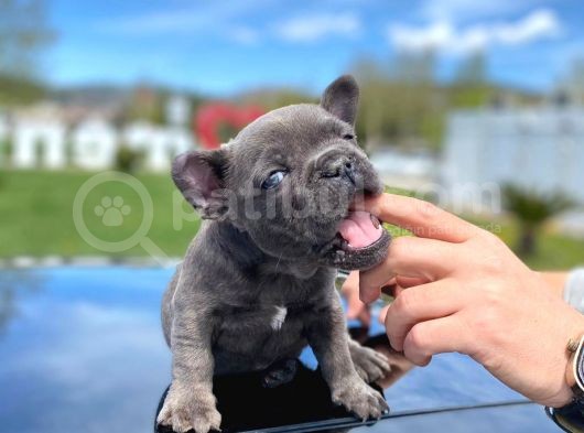 Blue Quad Erkek French Bulldog görsel