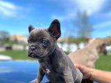 Blue Quad Erkek French Bulldog