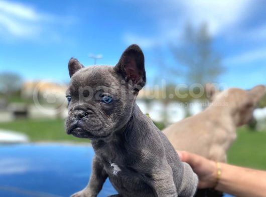 Blue Quad Erkek French Bulldog görsel