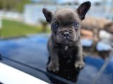 Blue Quad Erkek French Bulldog