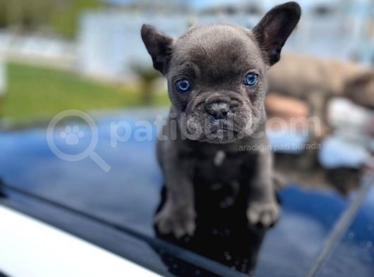 Blue Quad Erkek French Bulldog