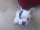 Fransız Bulldog İstanbul İçi