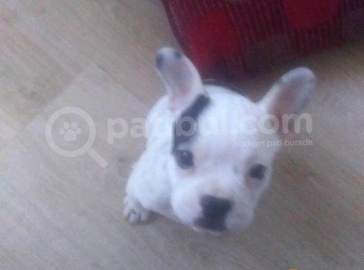 Fransız Bulldog İstanbul İçi