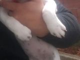 Fransız Bulldog İstanbul İçi
