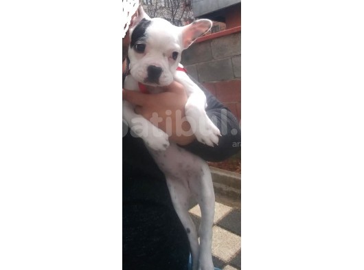 Fransız Bulldog İstanbul İçi görsel