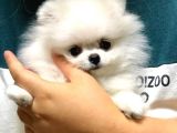 Pomeranian Yavruları