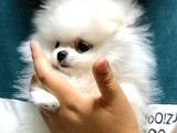 Pomeranian Yavruları