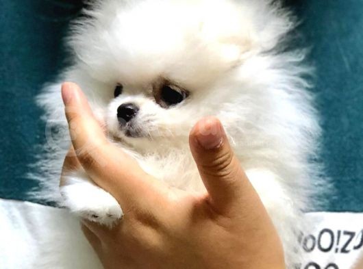Pomeranian Yavruları görsel