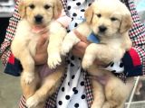Golden Retriever Yavruları