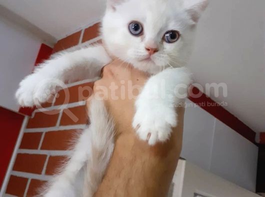 Scottish Fold & Scottis Straight & British Shorthair Yavrularımız Sizi Bekliyor görsel