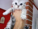 Scottish Fold & Scottis Straight & British Shorthair Yavrularımız Sizi Bekliyor