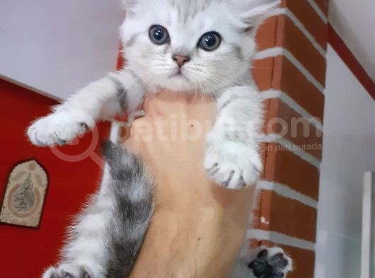 Scottish Fold & Scottis Straight & British Shorthair Yavrularımız Sizi Bekliyor görsel