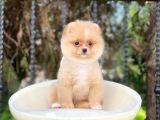 Sevi̇mli̇ Pomerani̇an Boo Yavrulari