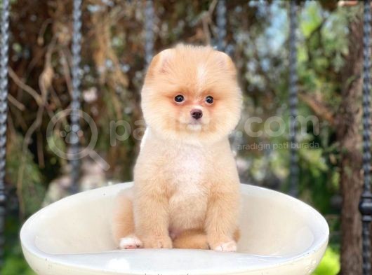 Sevi̇mli̇ Pomerani̇an Boo Yavrulari görsel