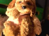 Mini Toy Poodle