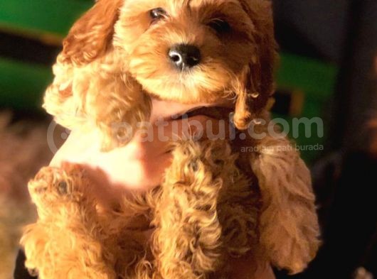 Mini Toy Poodle görsel